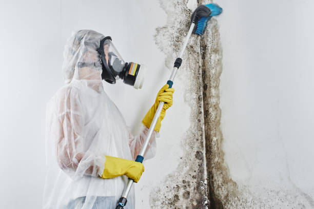 Mold Removal Process in Urbancrest, OH