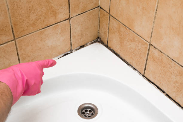 Best Attic Mold Removal  in Urbancrest, OH